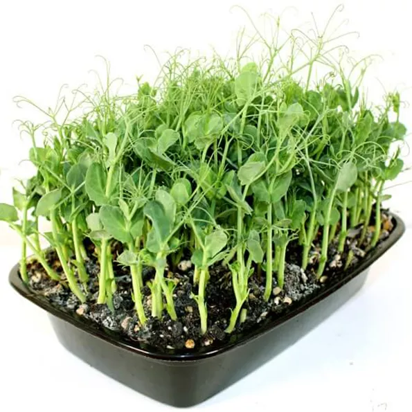 Product image - Hạt giống Mầm Đậu Nành Hà Lan