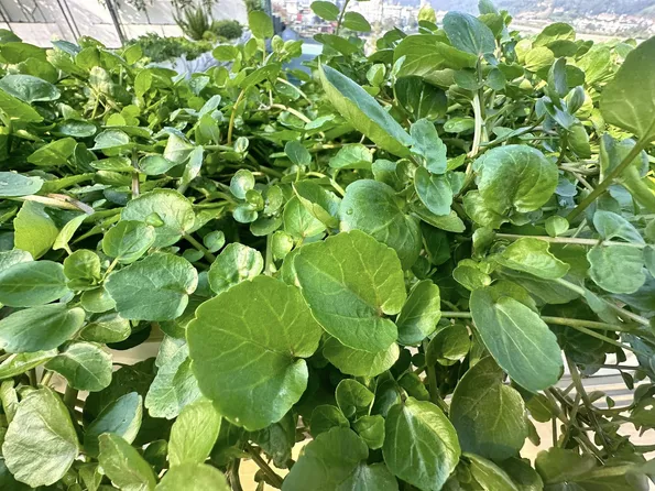 Product image - Hạt giống Cải Xoong - Xà Lách Xoong