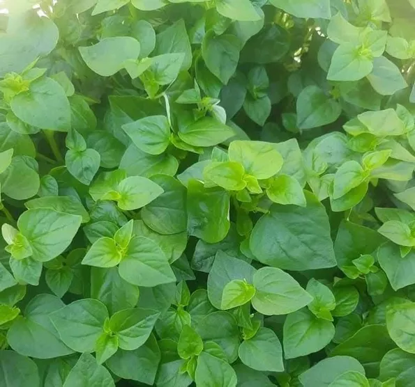 Product image - Hạt giống Rau Càng Cua