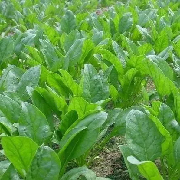 Product image - Hạt giống Cải Bó Xôi