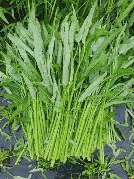 Product image - Hạt giống Rau Muống Lá Tre
