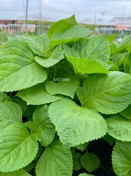Product image - Hạt giống Lá Mè Hàn Quốc