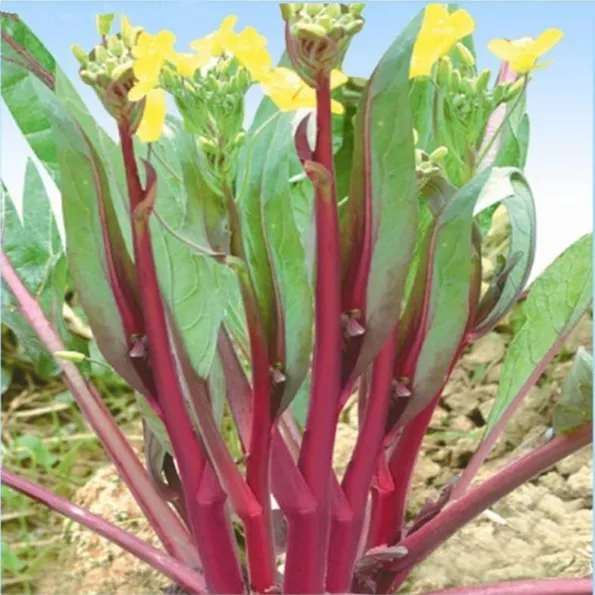 Product image - Hạt giống Cải Ngồng Tím