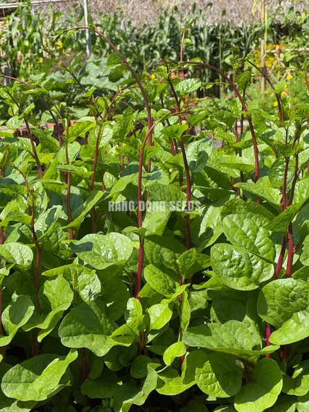 Product image - Hạt giống Mồng Tơi Đỏ