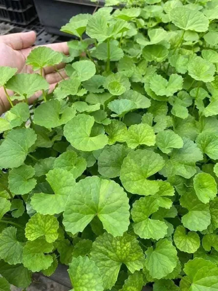 Product image - Hạt giống Rau Má Lá Nhỏ