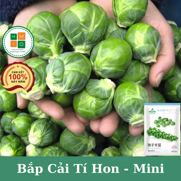 Product image - A16 - Hạt giống Bắp Cải Mini F1