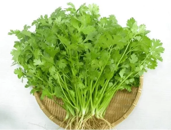 Product image - Hạt giống Rau Mùi
