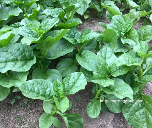 Product image - Hạt giống Mồng Tơi Lá Trầu