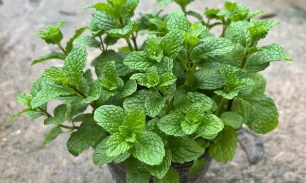 Product image - Hạt giống Húng Bạc Hà