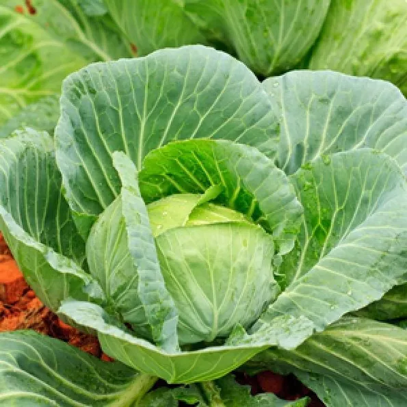 Product image - Hạt giống Bắp Cải Cuộn