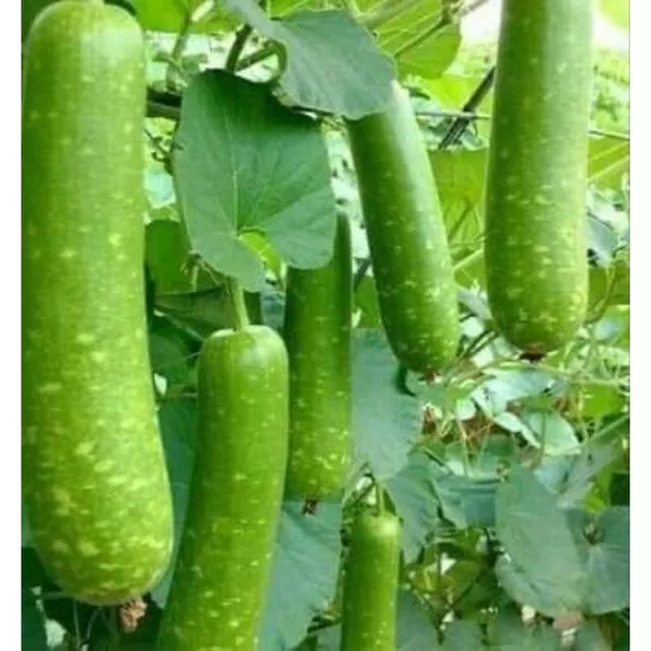 Product image - Hạt giống Bầu Sao