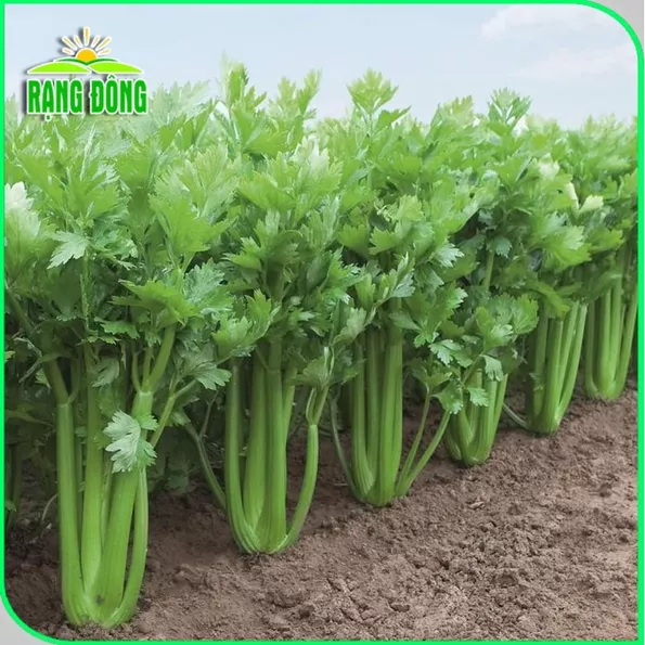 Product image - Hạt giống Cần Tây Bẹ To