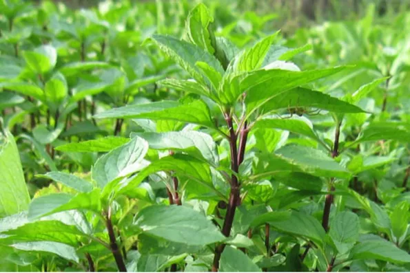 Product image - Hạt giống Húng Quế