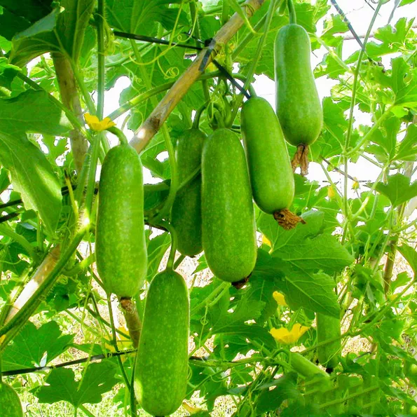 Product image - Hạt giống Bí Đao Chanh