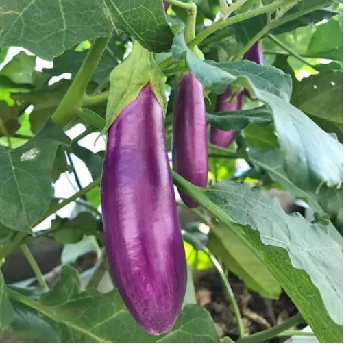 Product image - Hạt giống Cà Tím Dài