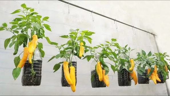 Product image - Hạt giống Ớt Sừng Ngọt Palermo