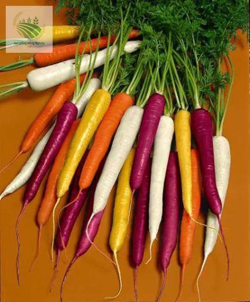 Product image - Hạt giống Cà Rốt Cầu Vồng