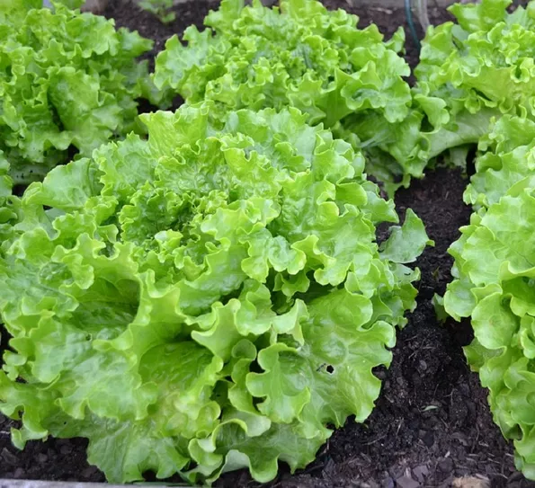 Product image - Hạt giống Xà Lách Xoăn Xanh