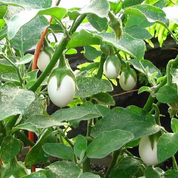 Product image - Hạt giống Cà Pháo Trắng