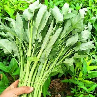 Product image - Hạt giống Rau Muống Lá Lớn