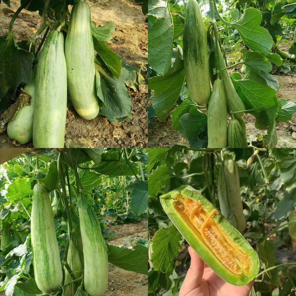 Product image - B88 - Hạt giống Dưa Gang Mật F1 (Dưa Lê Chuối Mật)