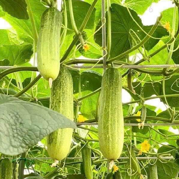 Product image - Hạt giống Dưa Leo Nếp - Dưa Chuột Nếp
