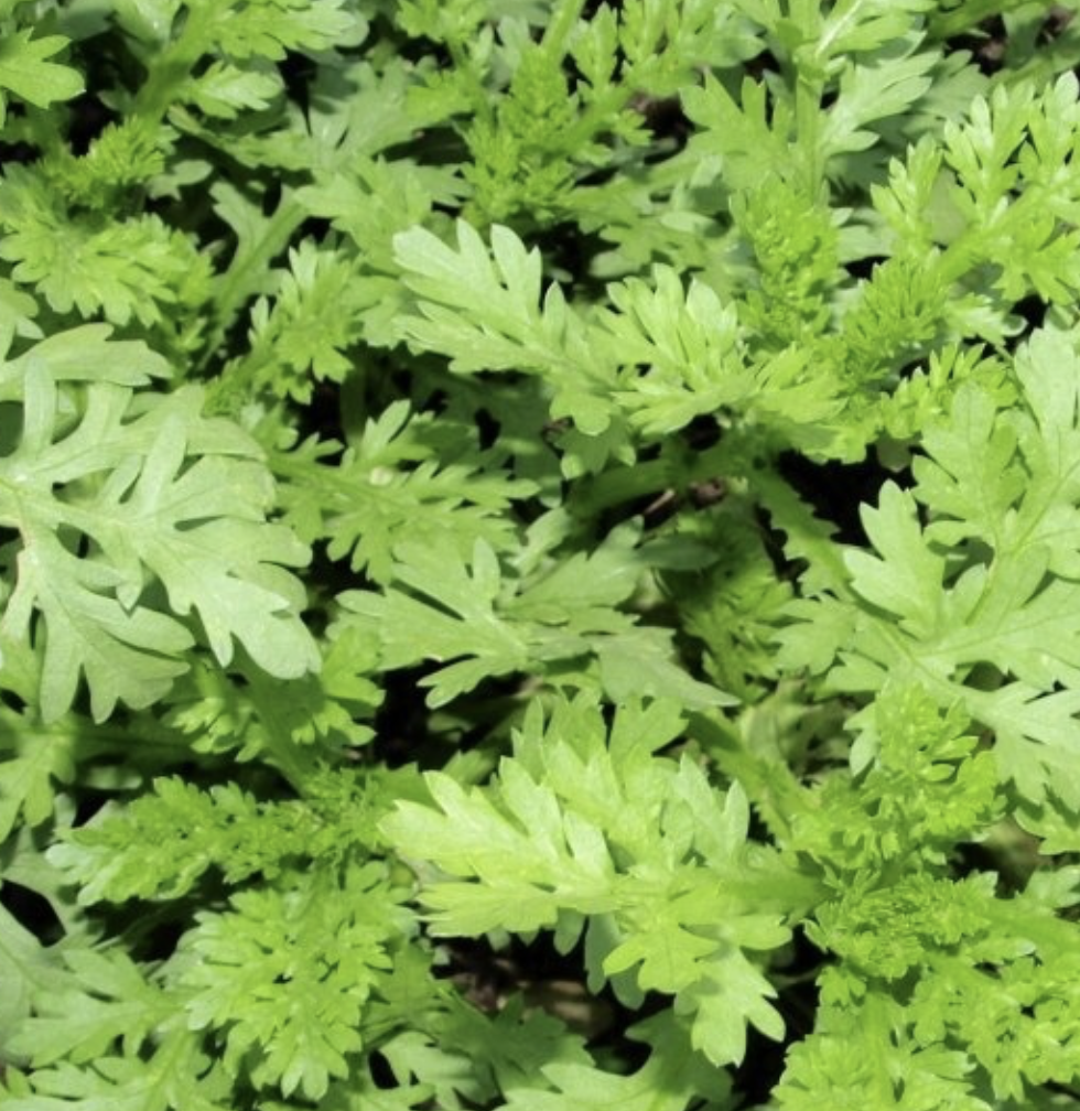 Product image - Hạt giống Cải Cúc