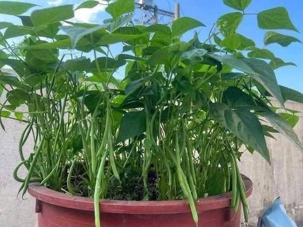 Product image - Hạt giống Đậu Cove Bụi Lùn