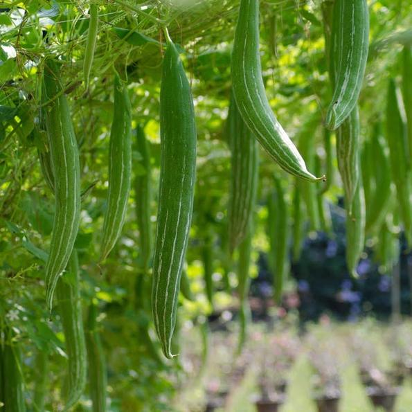 Product image - Hạt giống Lặc Lè - Lặc Lày trái ngắn 20-30cm