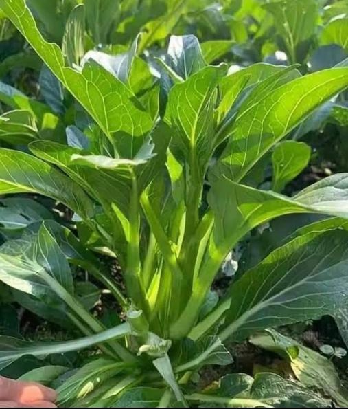 Product image - Hạt giống Cải Ngồng