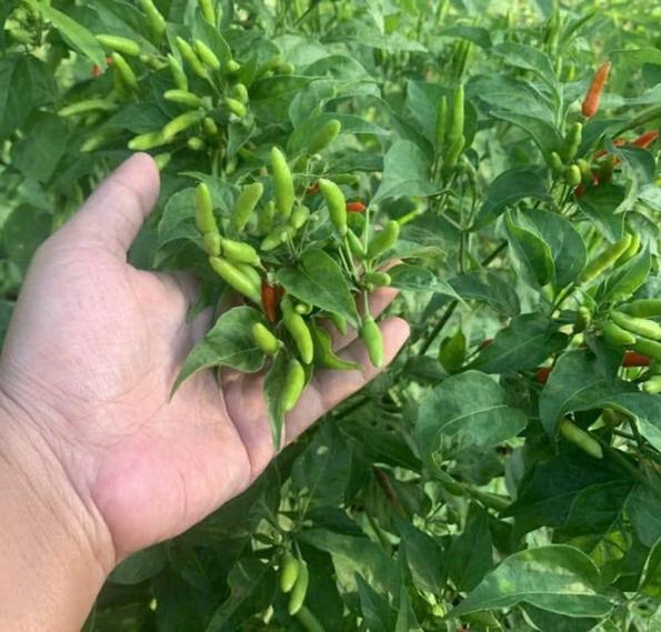 Product image - Hạt giống Ớt Xiêm Rừng