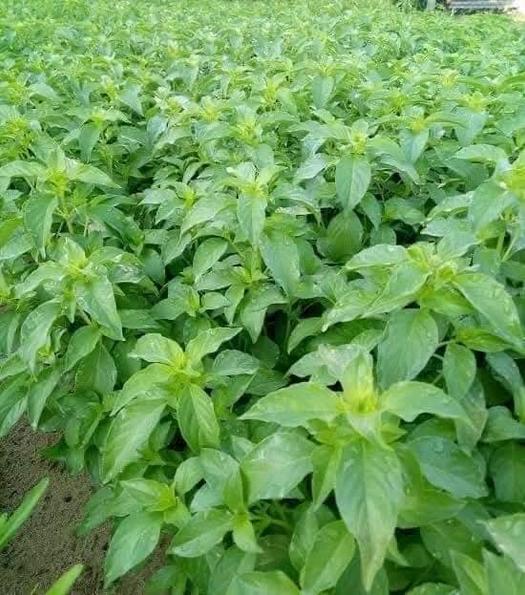 Product image - Hạt giống Lá É