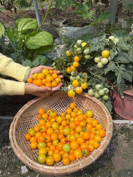 Product image - Hạt giống Cà Chua Bi Vàng