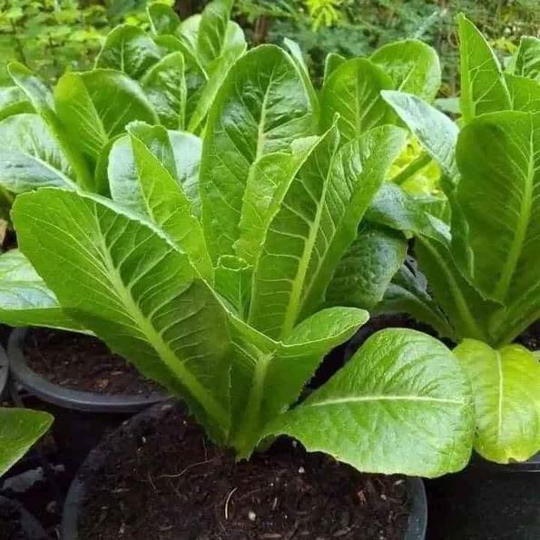 Product image - Hạt giống Xà Lách Giòn Lá Dài ROMA