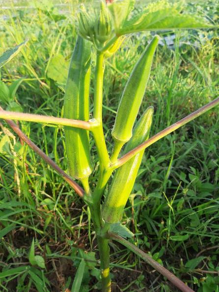 Product image - Hạt giống Đậu Bắp Xanh