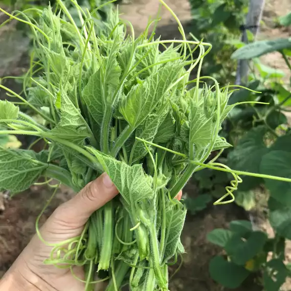 Product image - Hạt giống Bí Siêu Ngọn