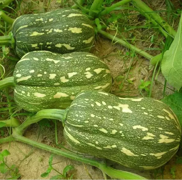 Product image - Hạt giống Bí Đỏ Hạt Đậu