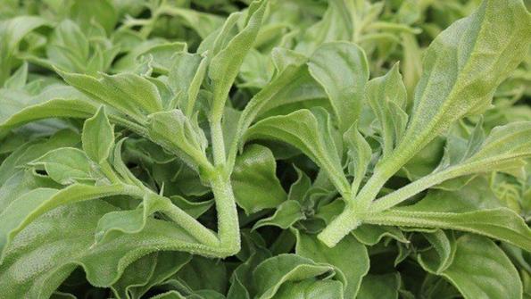 Product image - Hạt giống Cải Bông Tuyết - Rau Kim Cương