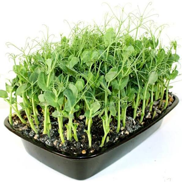 Product image - Hạt giống Mầm Đậu Nành Hà Lan