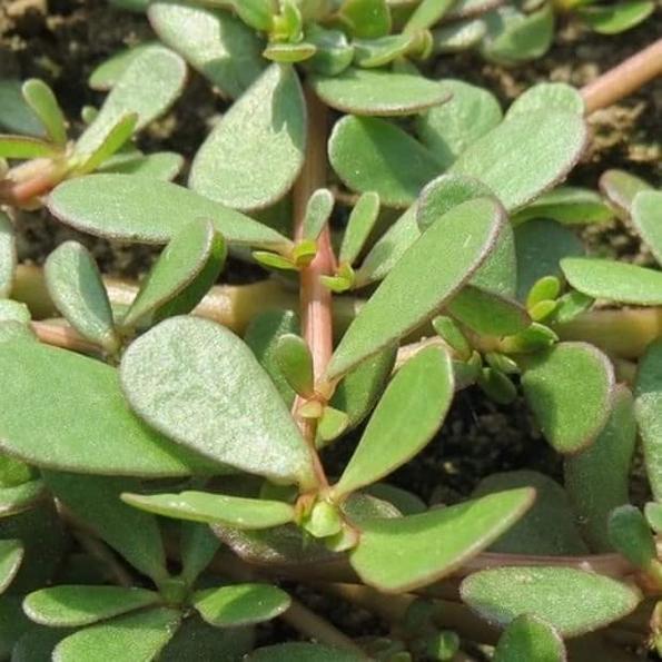 Product image - Hạt giống Rau Sam