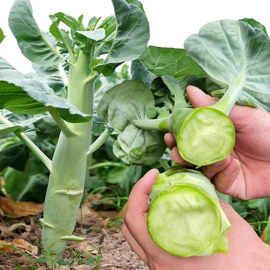 Product image - Hạt giống Cải Rổ - Cải Làn