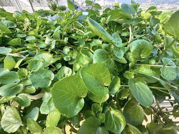 Product image - Hạt giống Cải Xoong - Xà Lách Xoong