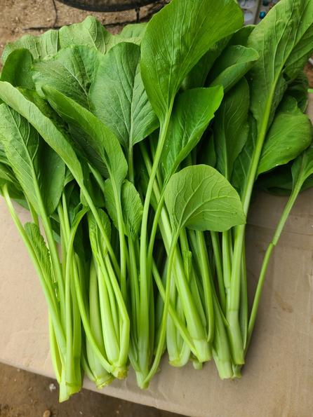 Product image - Hạt giống Cải Ngọt