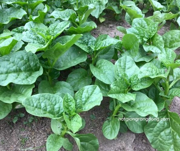 Product image - Hạt giống Mồng Tơi Lá Trầu