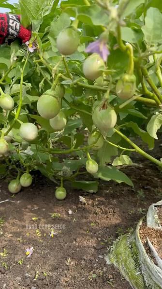 Product image - Hạt giống Cà Ngọt