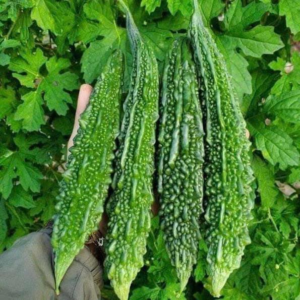 Product image - Hạt giống Khổ Qua Xanh Trái Dài - Mướp Đắng Xanh Quả Dài