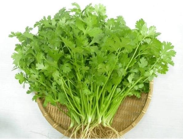 Product image - Hạt giống Rau Mùi