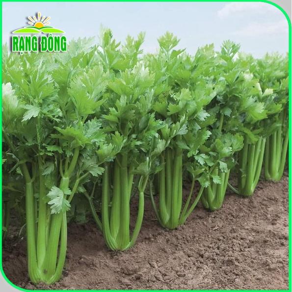 Product image - Hạt giống Cần Tây Bẹ To
