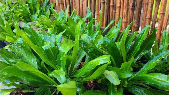 Product image - Hạt giống Mùi Tàu (Ngò Gai)