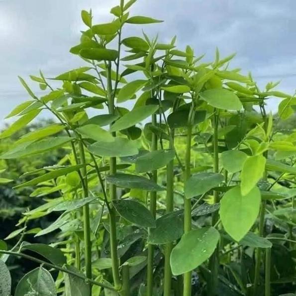 Product image - Hạt giống Rau Ngót Siêu Ngọn